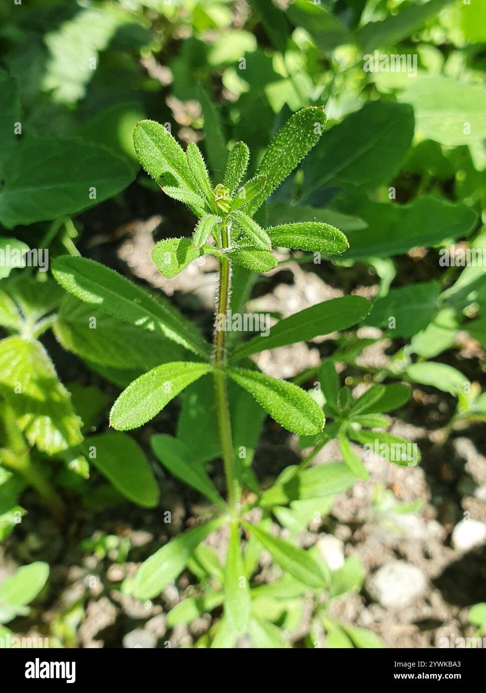 catchweed bedstraw (Galium aparine Stock Photo - Alamy