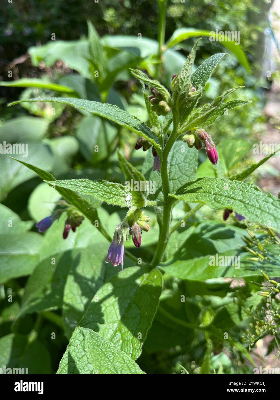common comfrey (Symphytum officinale Stock Photo - Alamy