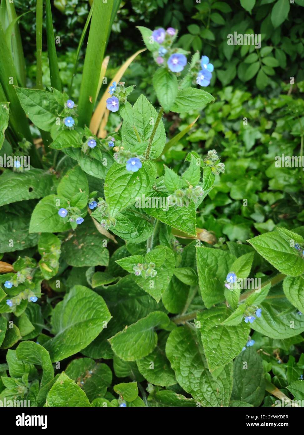 Green Alkanet (Pentaglottis sempervirens Stock Photo - Alamy