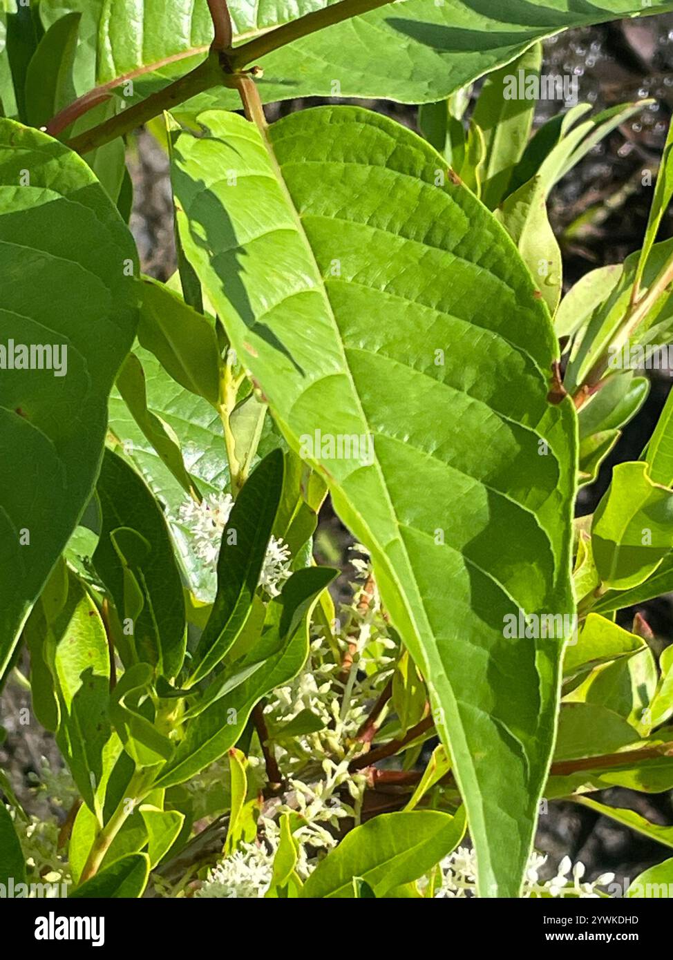 buttonbush (Cephalanthus occidentalis Stock Photo - Alamy