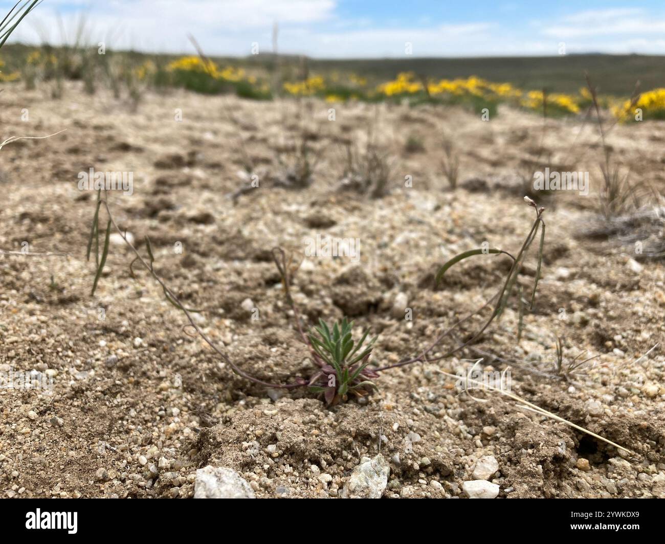 rabbit-ear rockcress (Boechera pendulina Stock Photo - Alamy