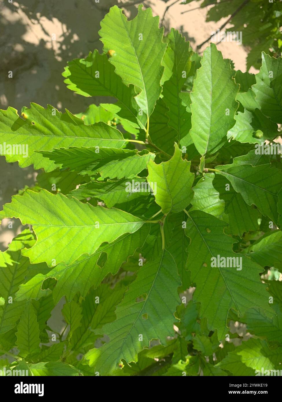 chinkapin oak (Quercus muehlenbergii Stock Photo - Alamy