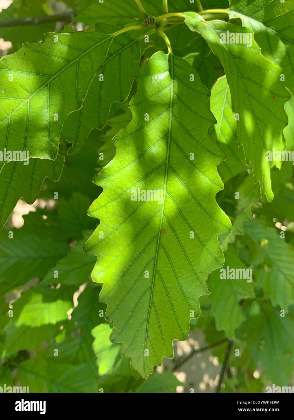 chinkapin oak (Quercus muehlenbergii Stock Photo - Alamy