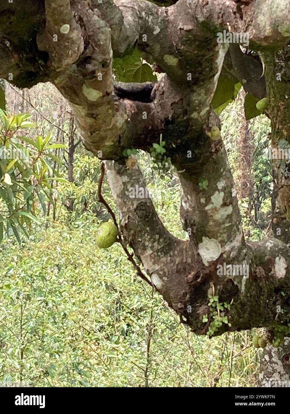 Roxburgh fig ficus auriculata hi-res stock photography and images - Alamy