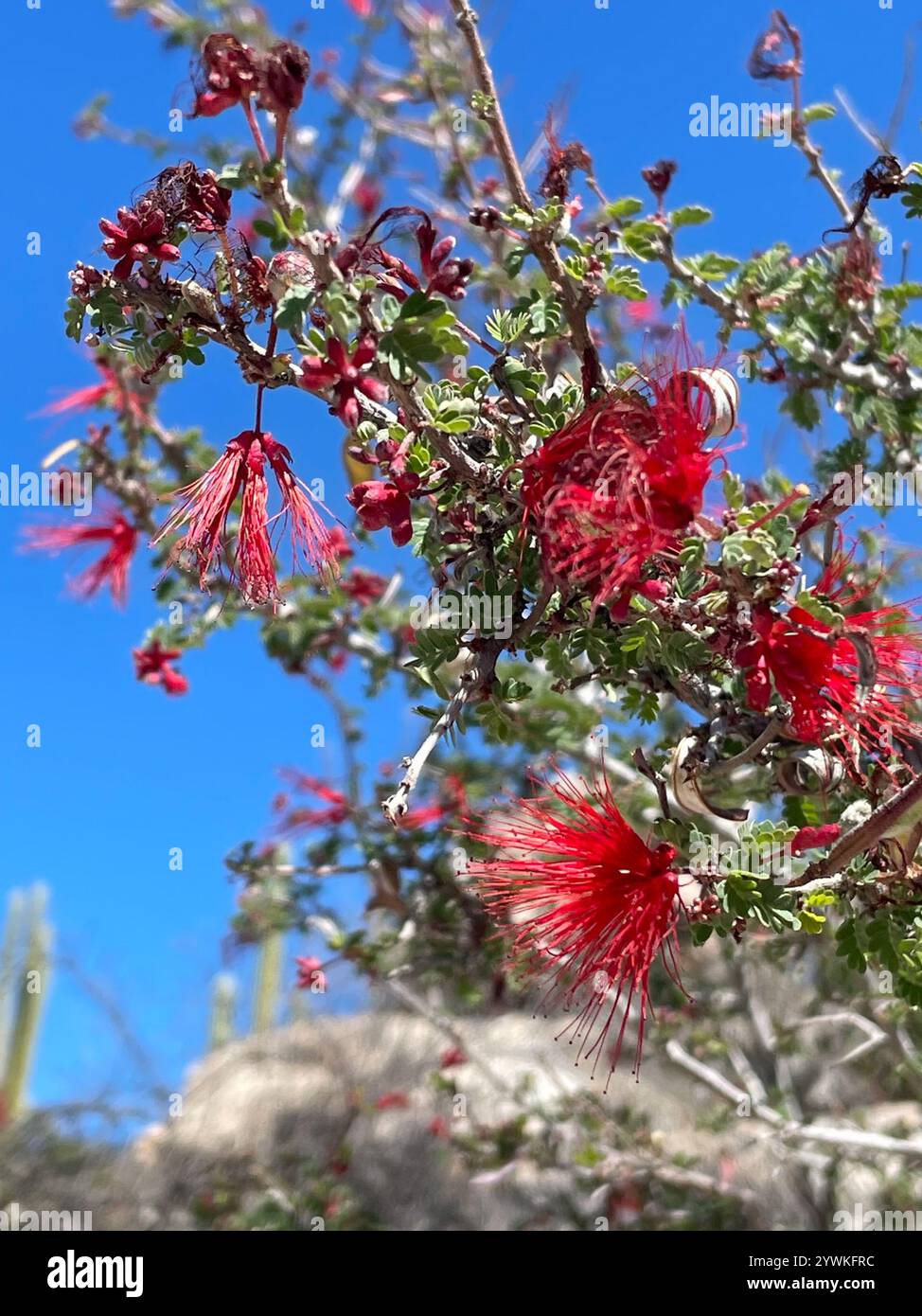 Interesting Info About Baja Fairy Duster Calliandra Californica