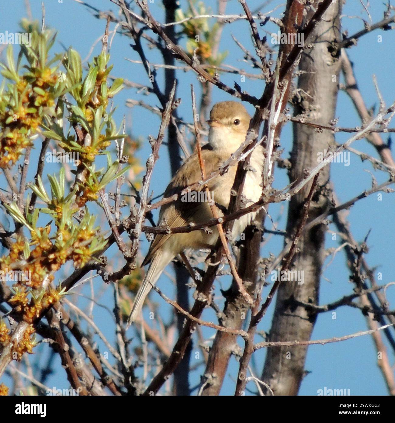 Booted Warbler (Iduna caligata Stock Photo - Alamy
