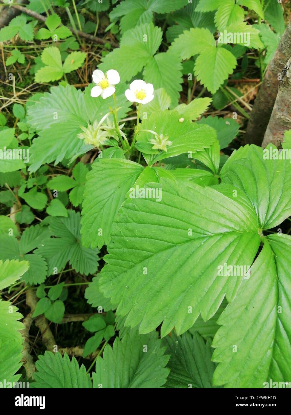 woodland strawberry (Fragaria vesca Stock Photo - Alamy