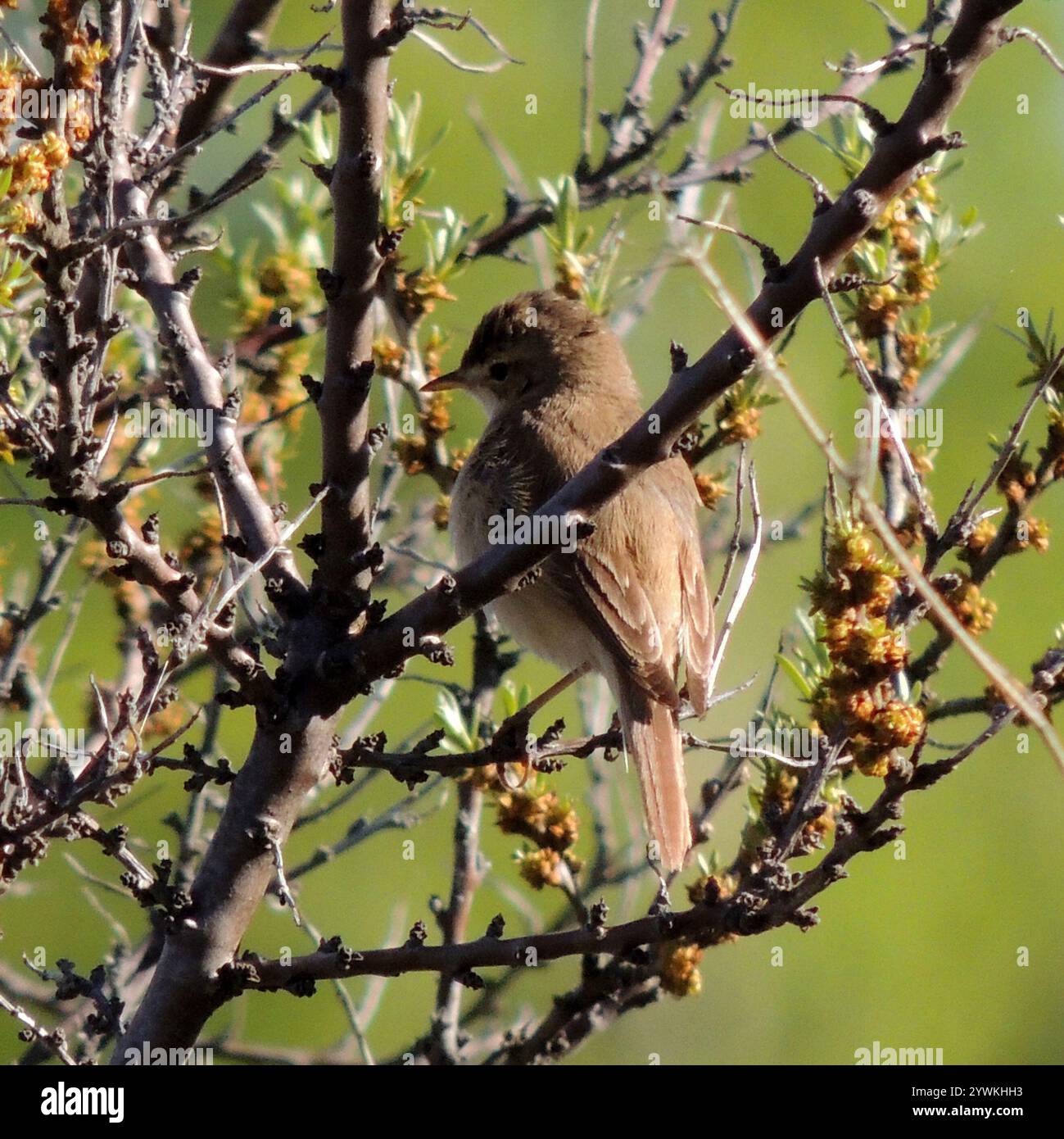 Iduna caligata hi-res stock photography and images - Alamy