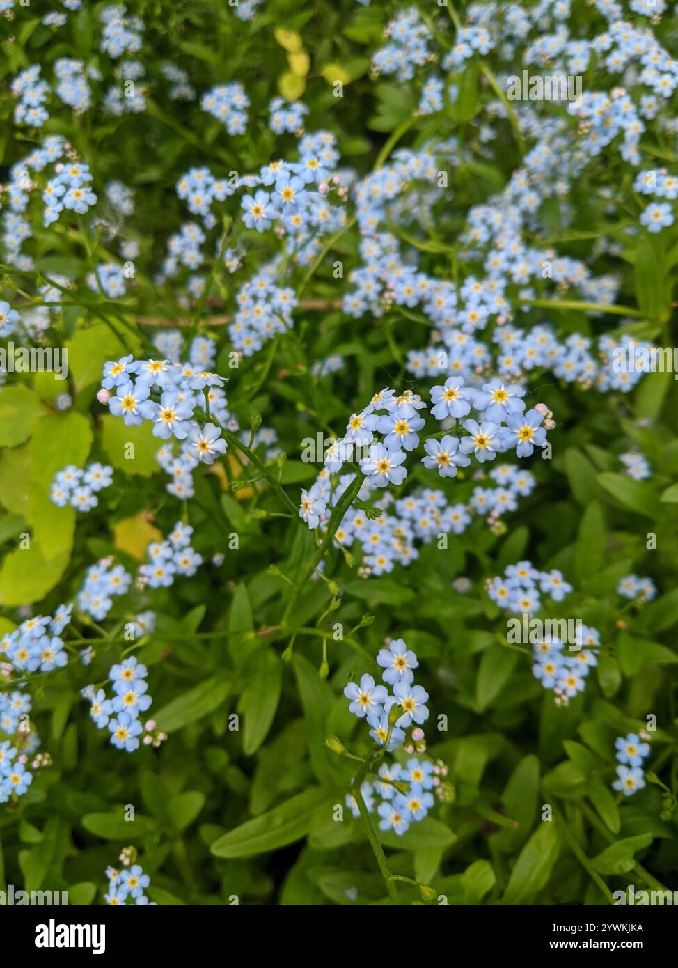 Surprising Forgetmenots Myosotis Scorpioides Gallery