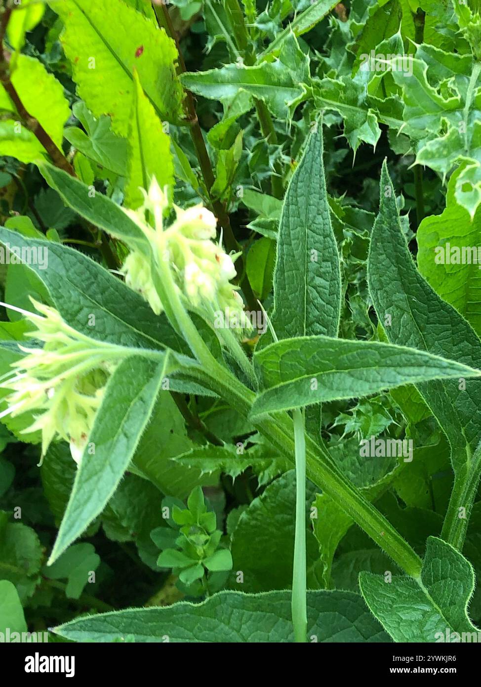 common comfrey (Symphytum officinale Stock Photo - Alamy