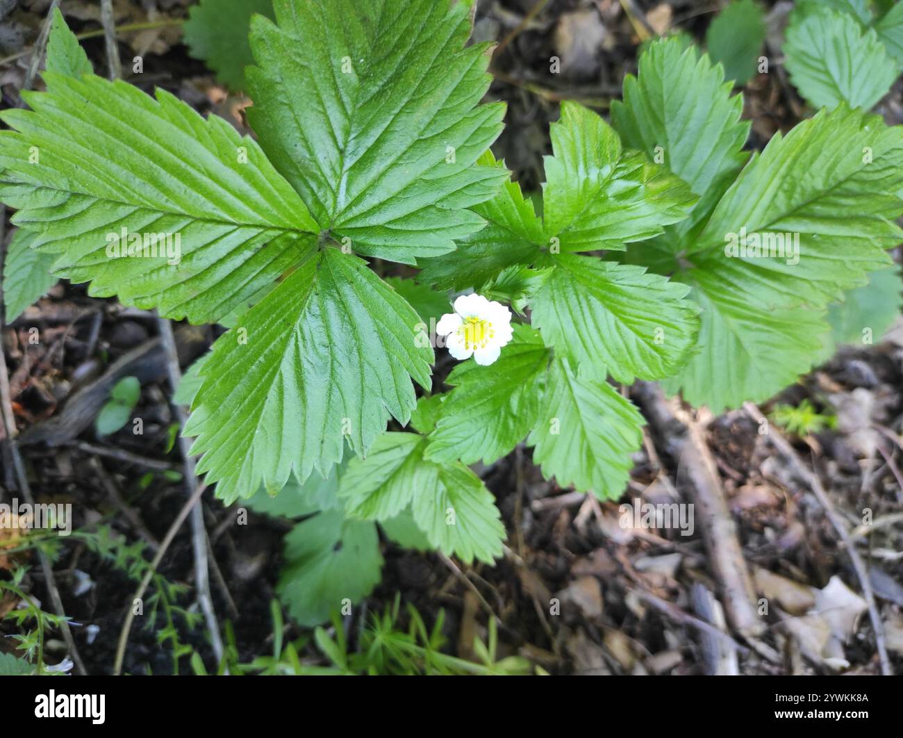 woodland strawberry (Fragaria vesca Stock Photo - Alamy