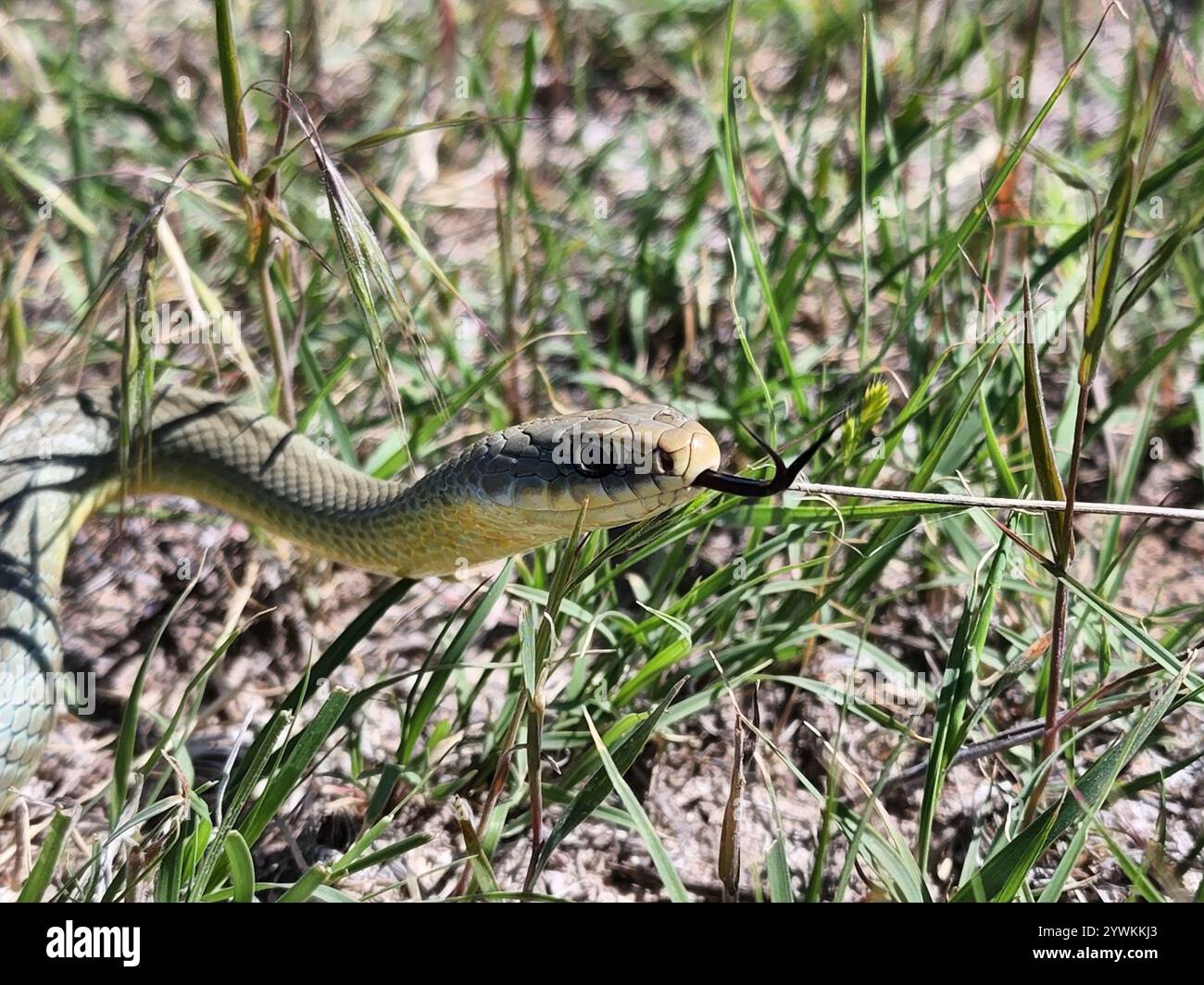Eastern yellow bellied racer hi-res stock photography and images - Alamy