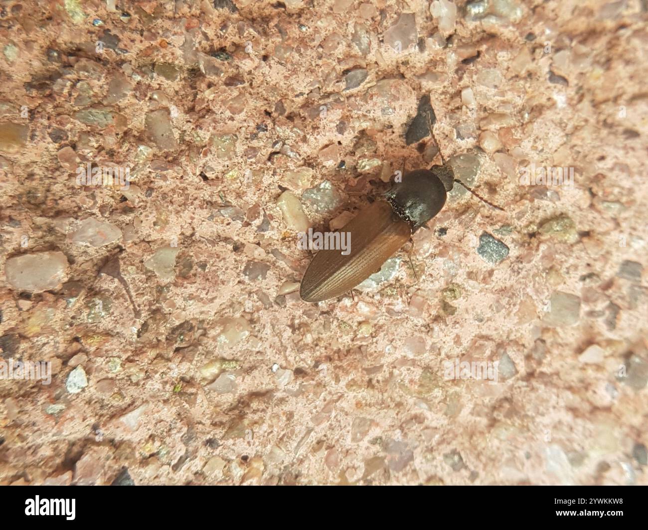 Click Beetles (Elateridae Stock Photo - Alamy