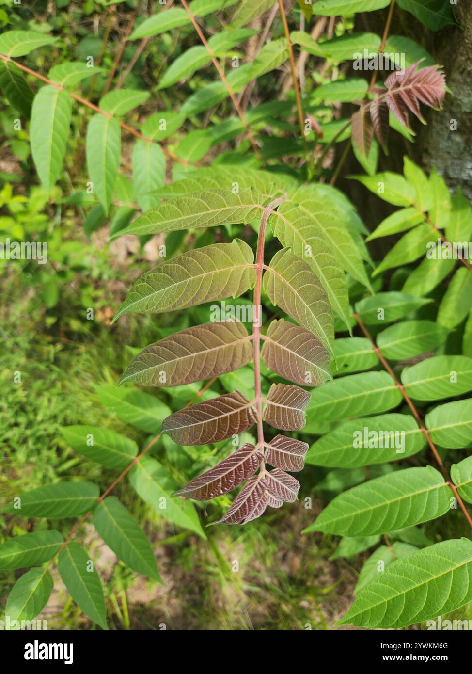 tree-of-heaven (Ailanthus altissima Stock Photo - Alamy