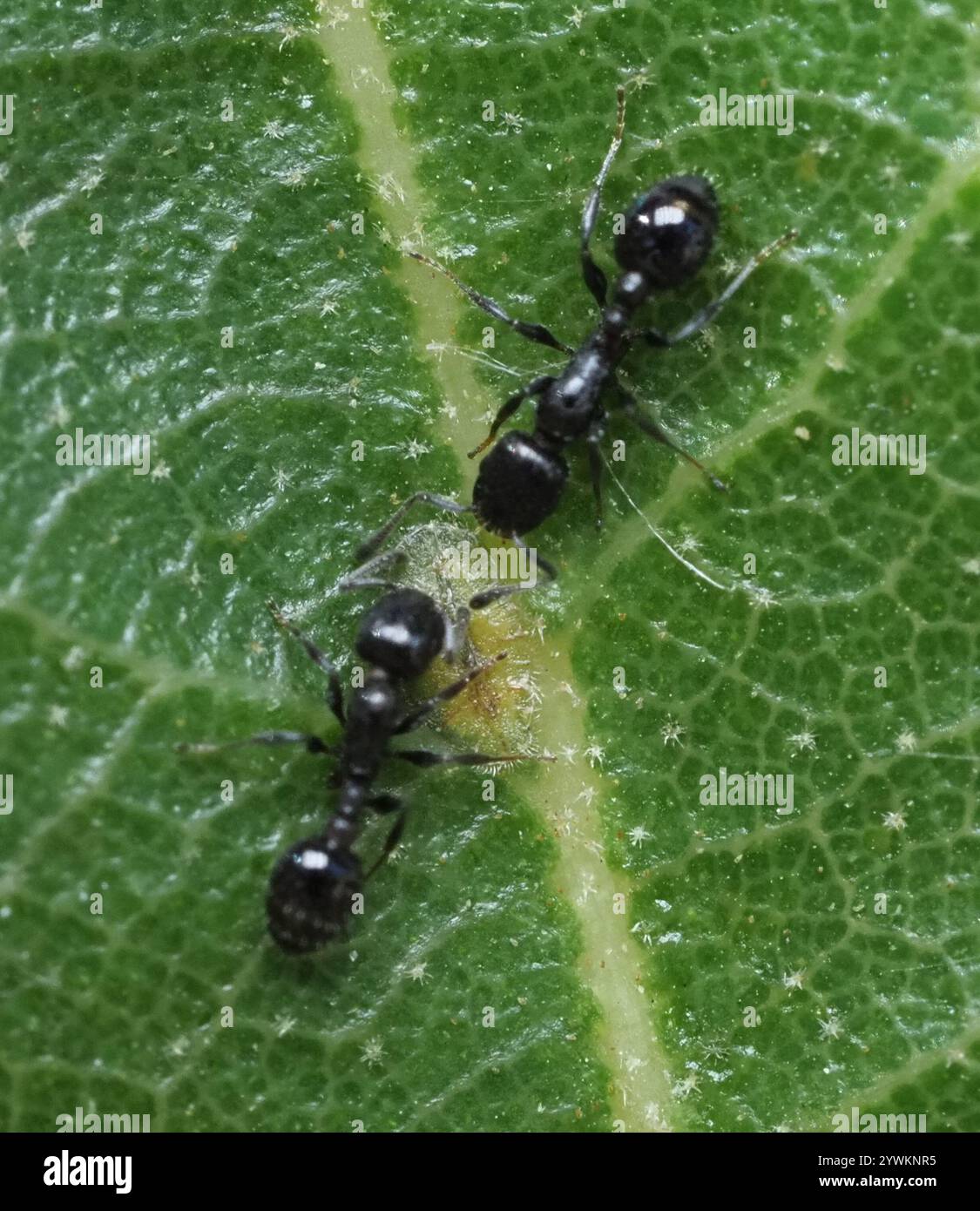 (Temnothorax obturator) Stock Photo