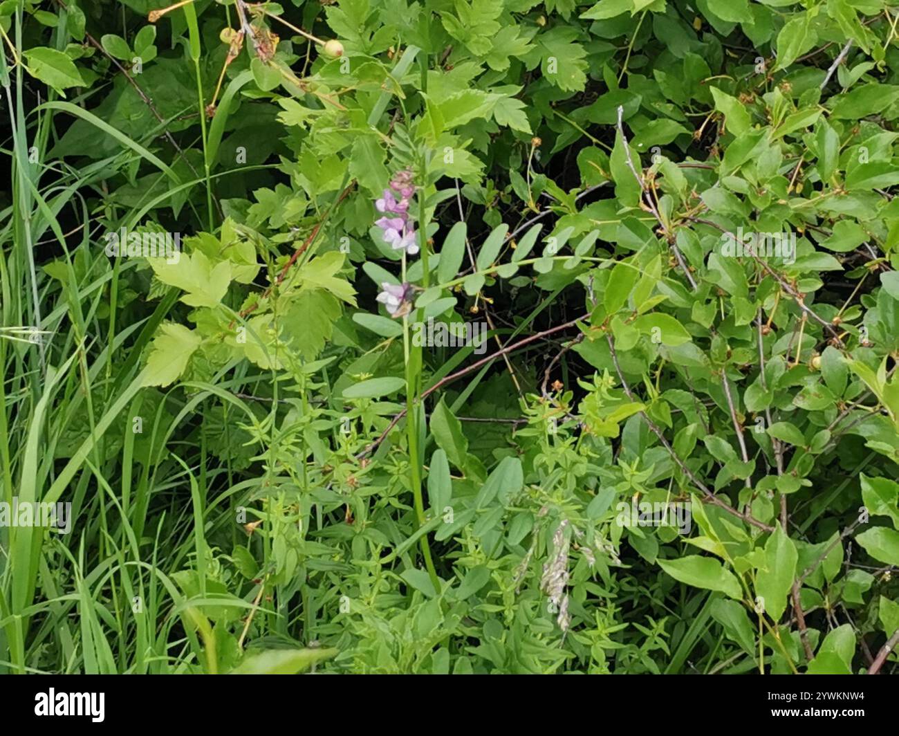 Bush Vetch (Vicia sepium Stock Photo - Alamy