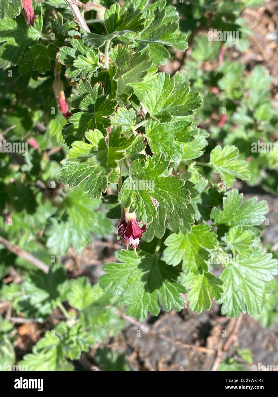 Sierra Gooseberry (Ribes roezlii Stock Photo - Alamy