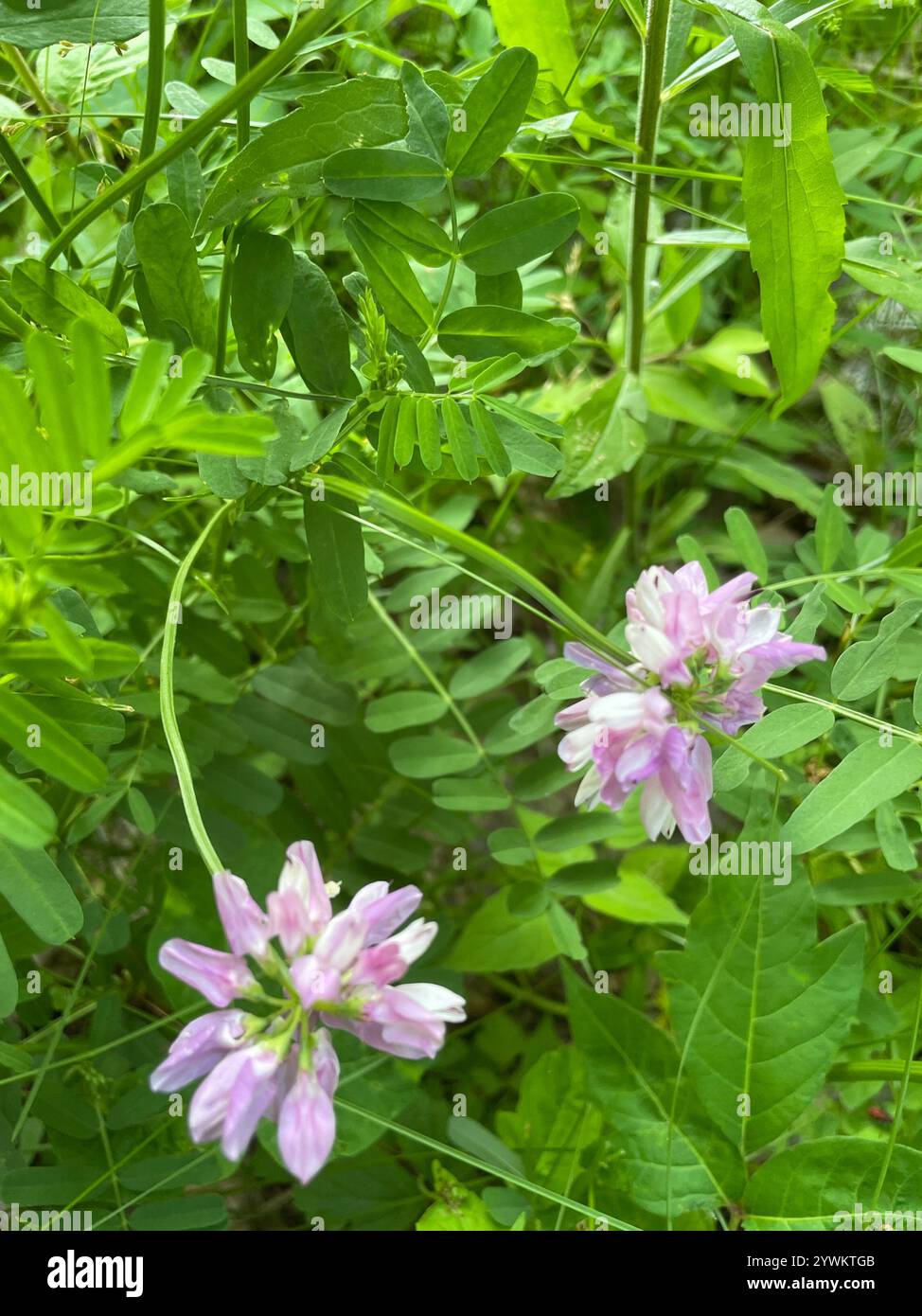 purple crownvetch (Securigera varia Stock Photo - Alamy