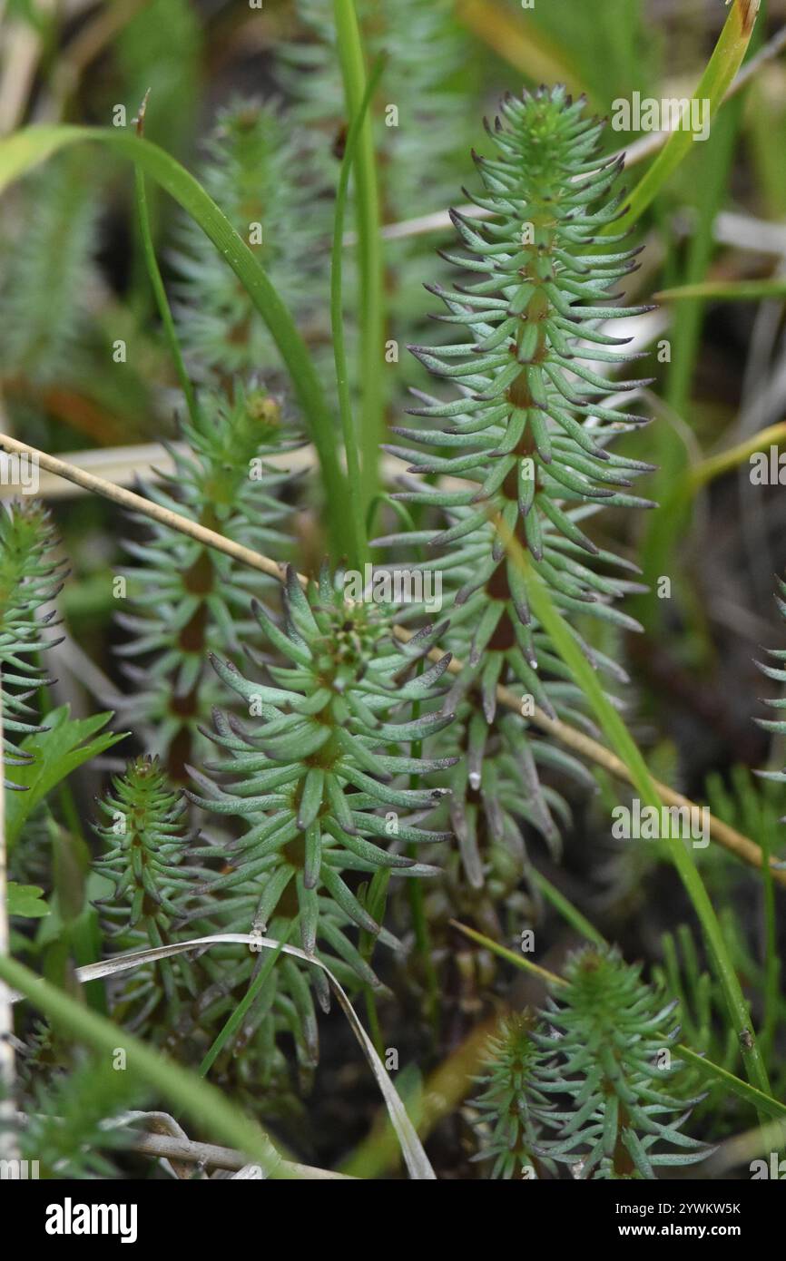 Mares Tail Or Hippuris Vulgaris Plant In Zurich In Switzerland Stock Photo - Image Of Plant - 11