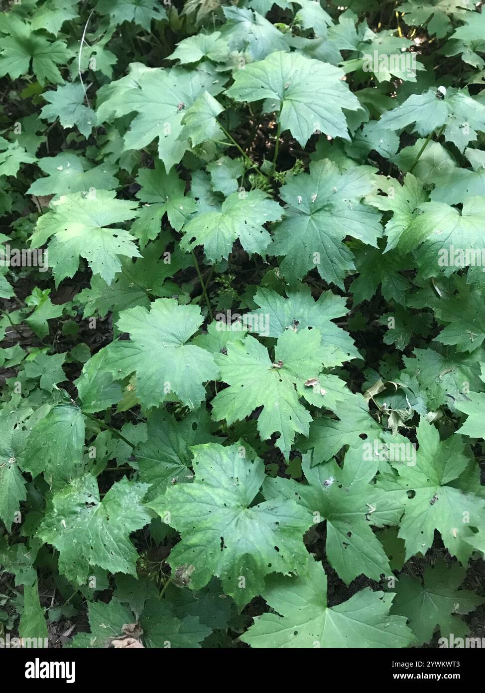 Hydrophyllum canadense hi-res stock photography and images - Alamy