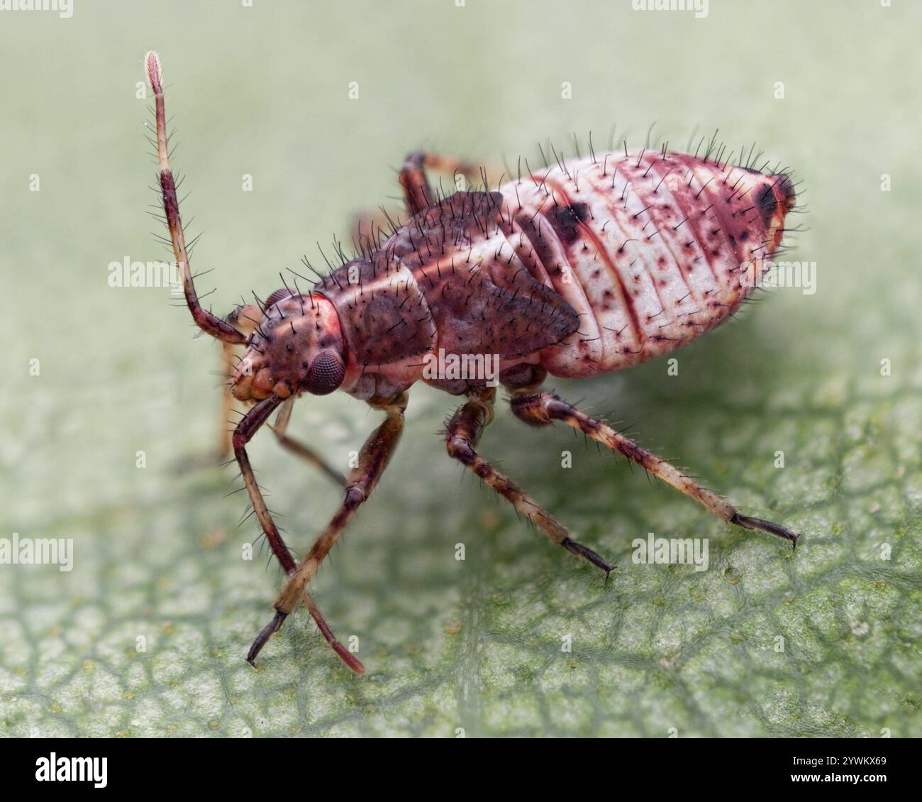Deraeocoris flavilinea Mirid Bug nymph on underside of birch leaf. Tipperary, Ireland Stock Photo
