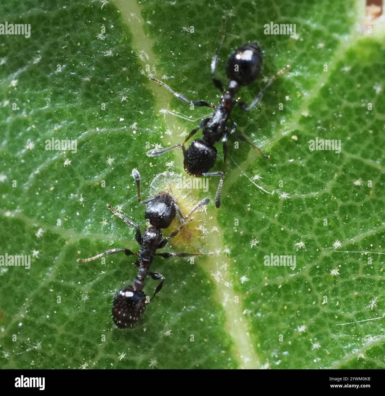 (Temnothorax obturator) Stock Photo