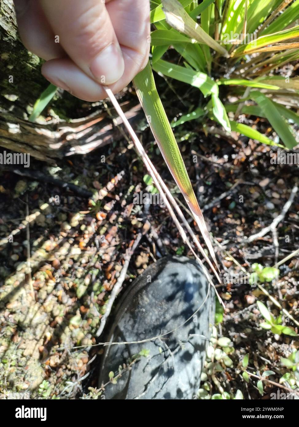 bush rice grass (Ehrharta diplax Stock Photo - Alamy