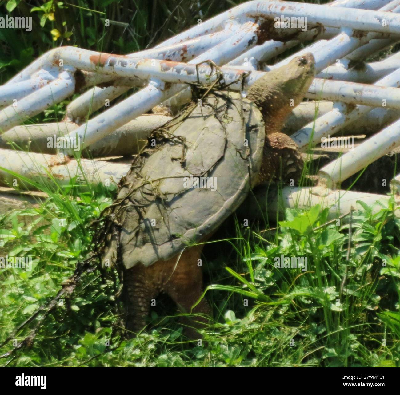 Common Snapping Turtle (Chelydra serpentina Stock Photo - Alamy