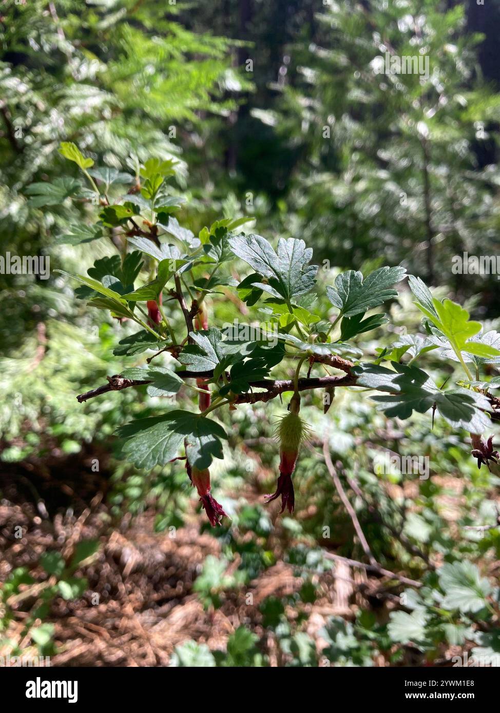 Ribes roezlii hi-res stock photography and images - Alamy