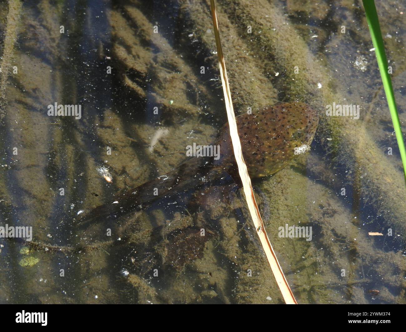 Frogs and Toads (Anura Stock Photo - Alamy