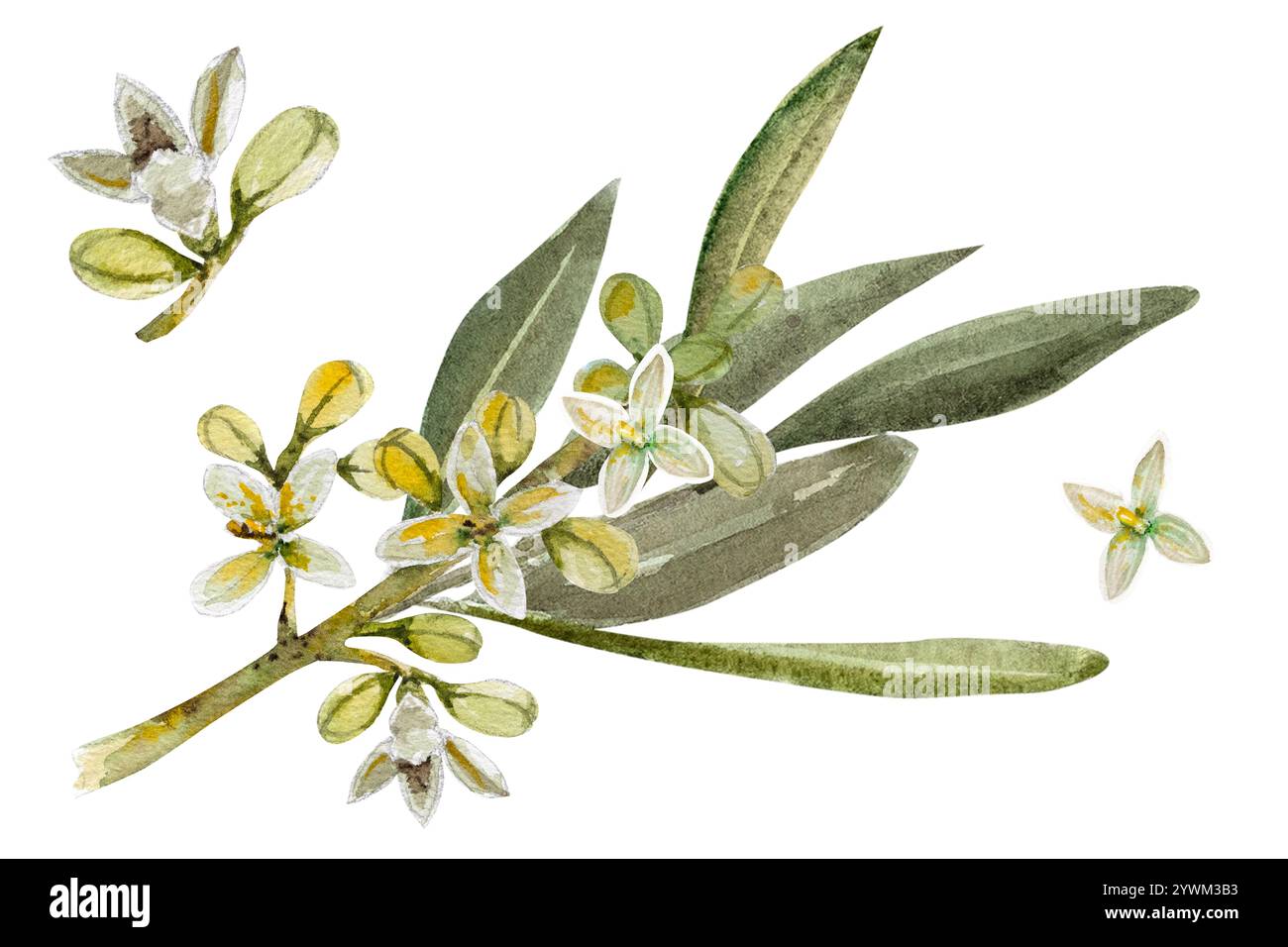 Blooming olive branch with white flowers. Hand drawn watercolor ...