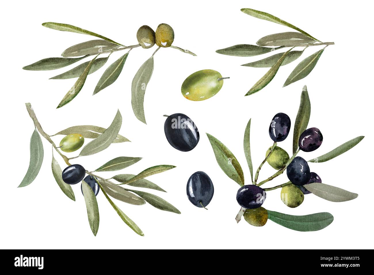 Olive branch with green and black olive berries watercolor illustration ...