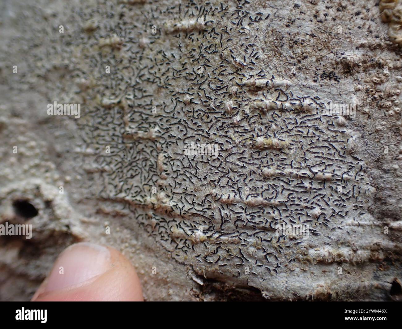 Common Script Lichen (Graphis scripta Stock Photo - Alamy