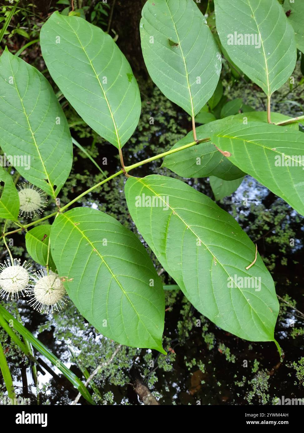 buttonbush (Cephalanthus occidentalis Stock Photo - Alamy