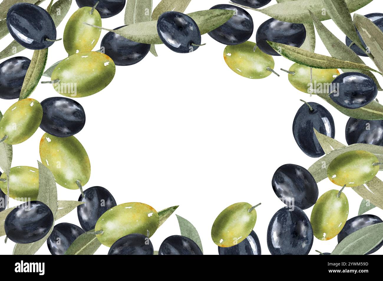 Olive branch with green and black olive berries watercolor illustration ...