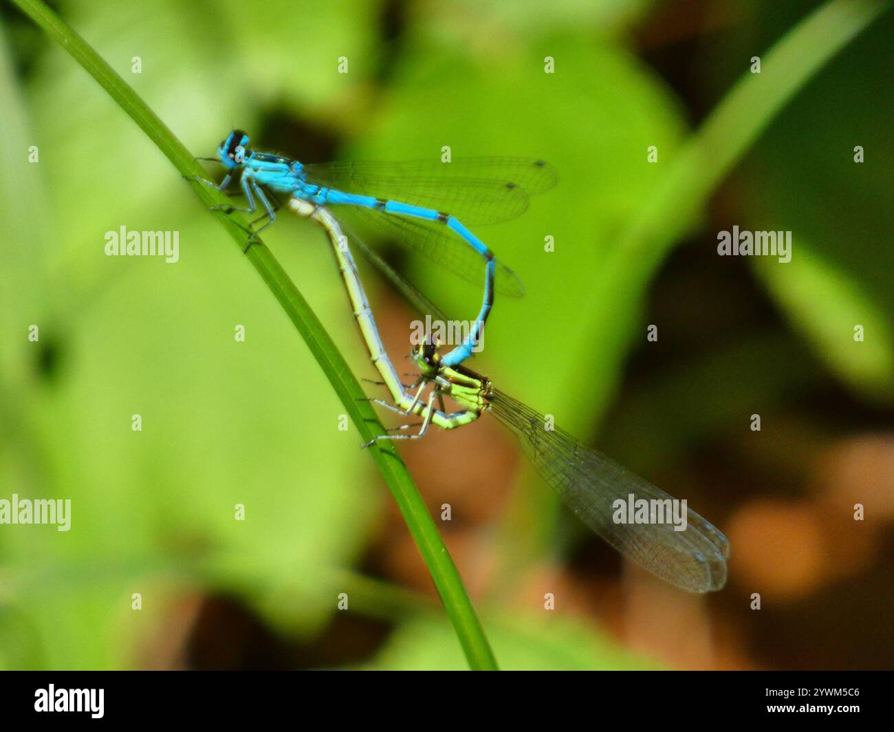 Azure Damselfly (Coenagrion puella Stock Photo - Alamy