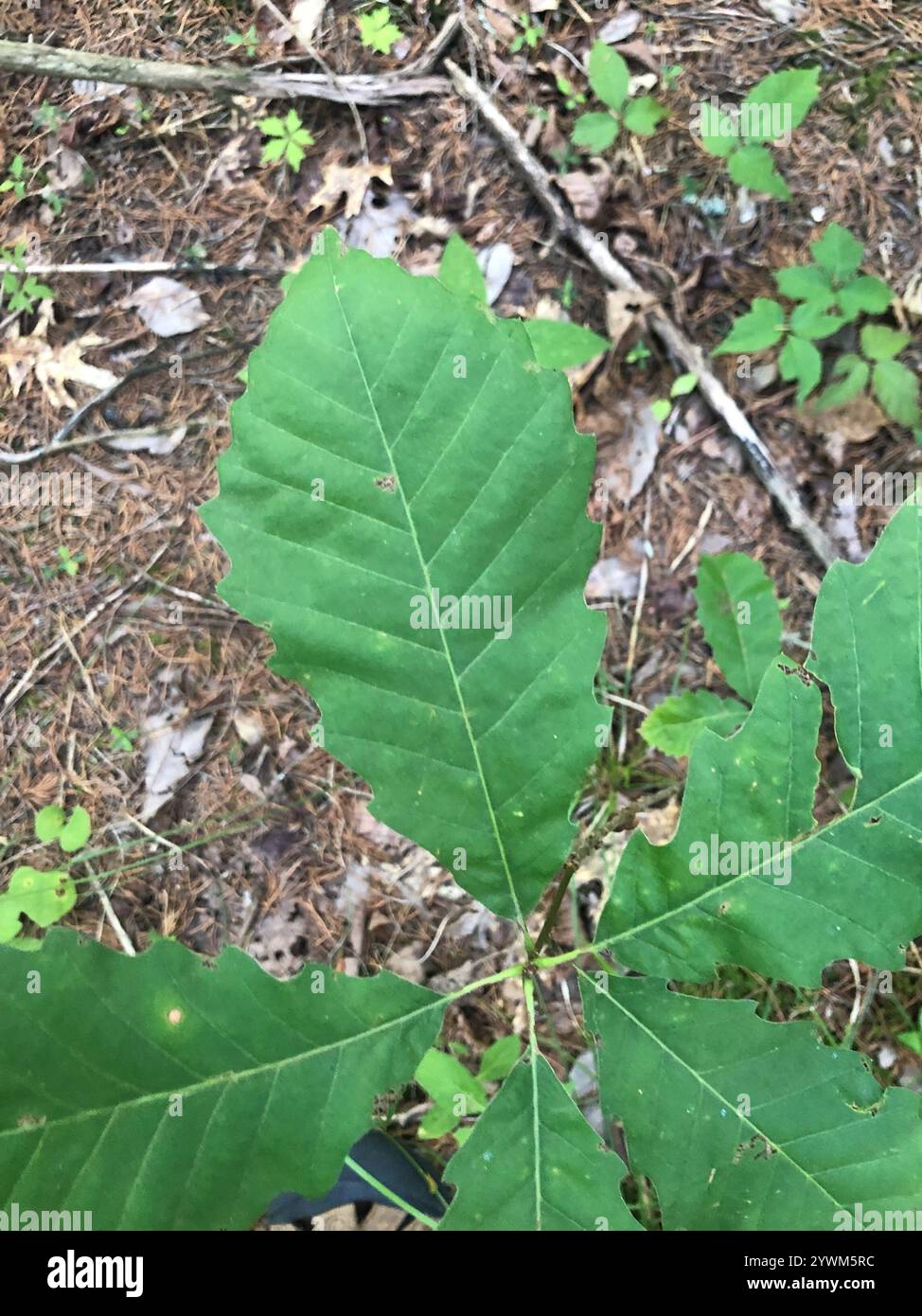 chinkapin oak (Quercus muehlenbergii Stock Photo - Alamy