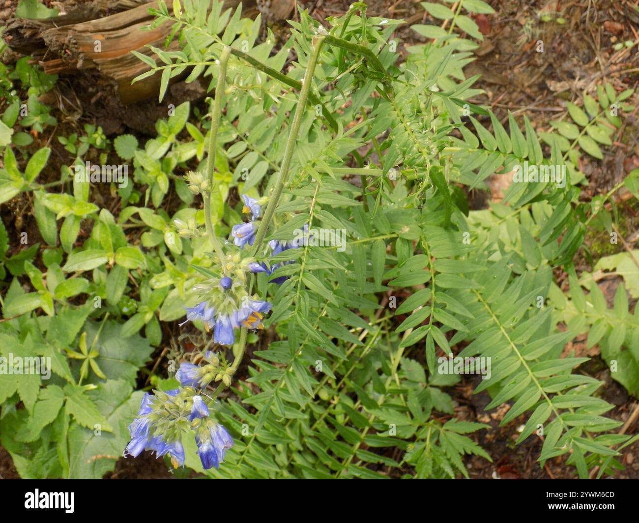 Blue Jacob's Ladder (Polemonium caeruleum Stock Photo - Alamy