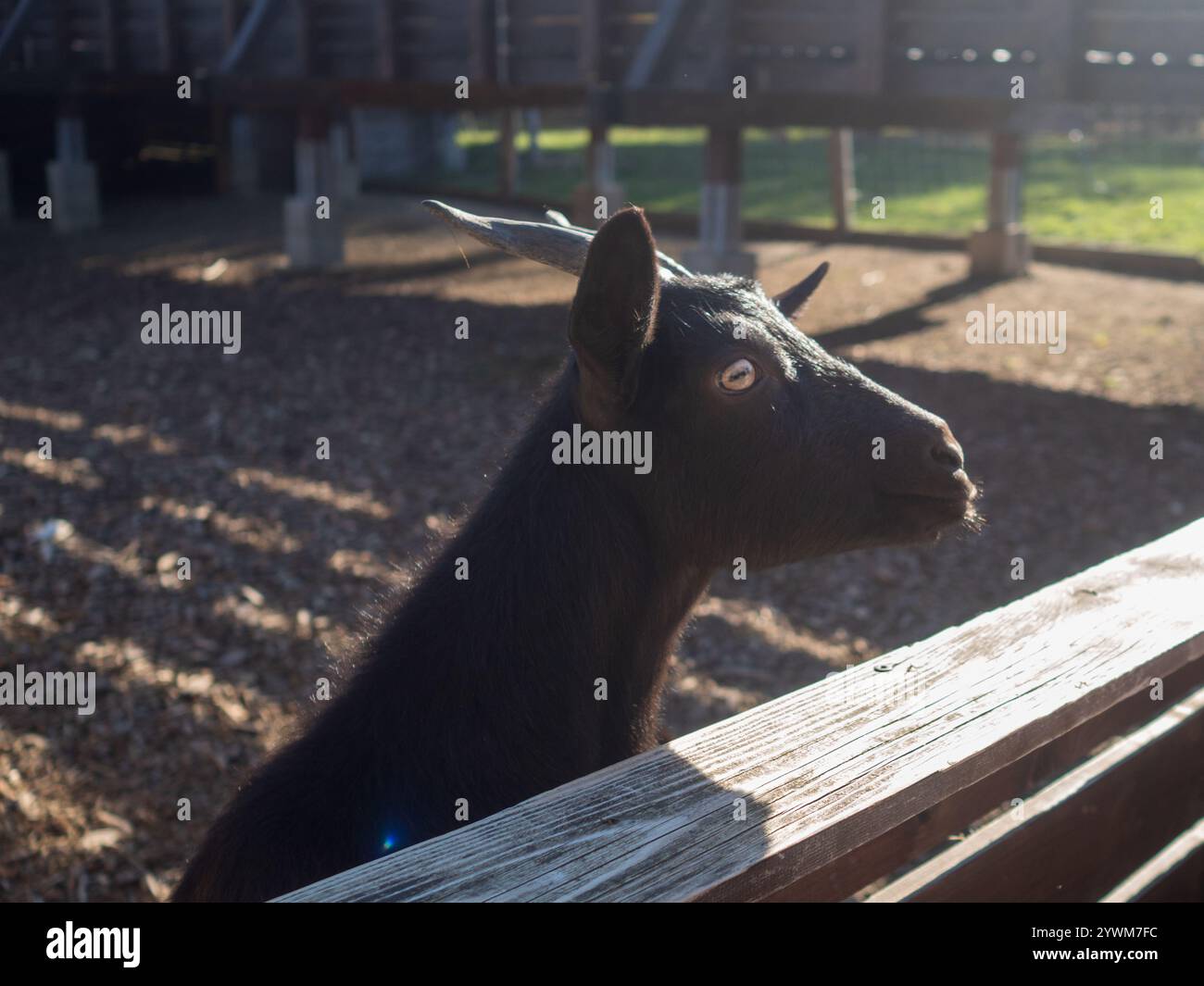 Wild goats italy hi-res stock photography and images - Alamy