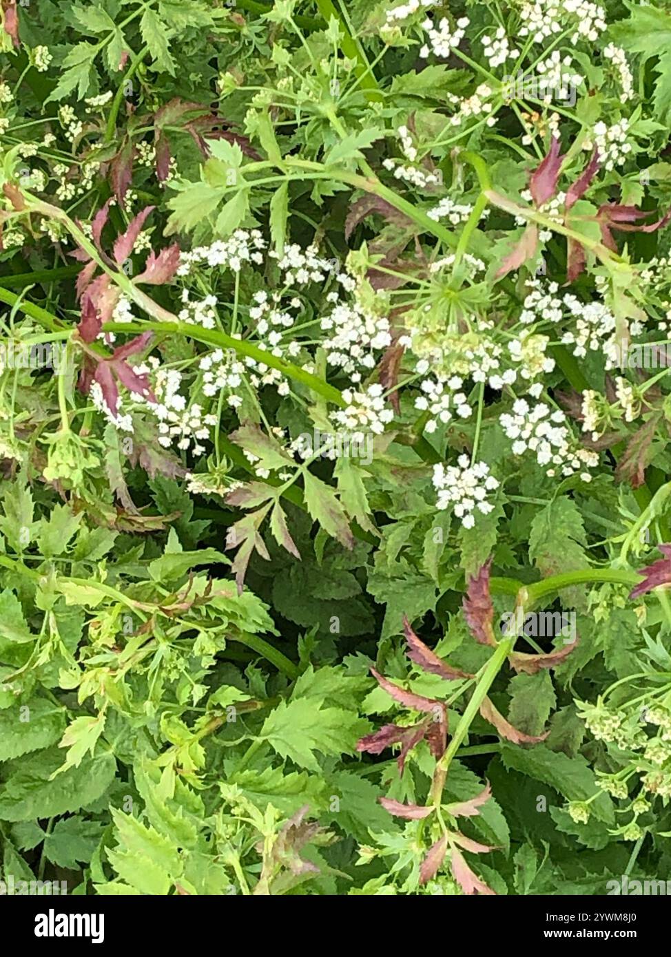 cutleaf water parsnip (Berula erecta Stock Photo - Alamy