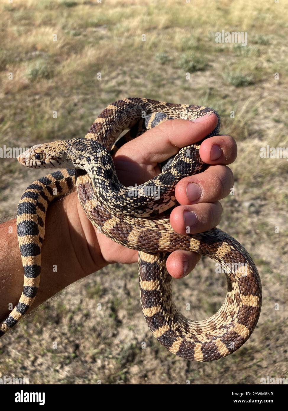 Bullsnake Bullsnake (Pituophis catenifer sayi Stock Photo - Alamy