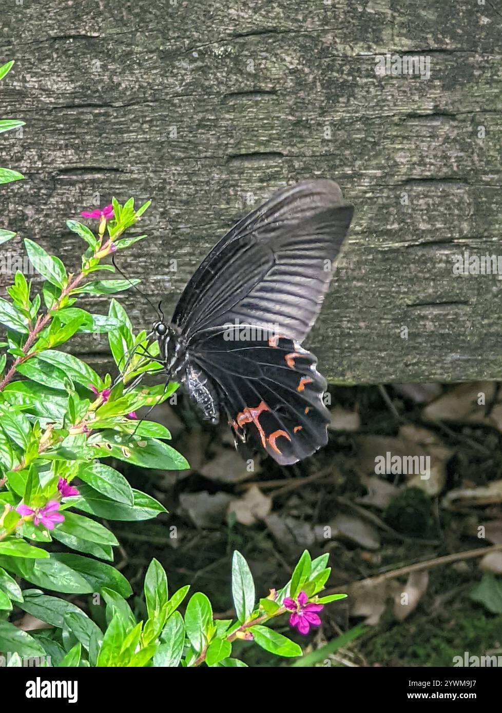 Spangle Swallowtail (Papilio protenor Stock Photo - Alamy