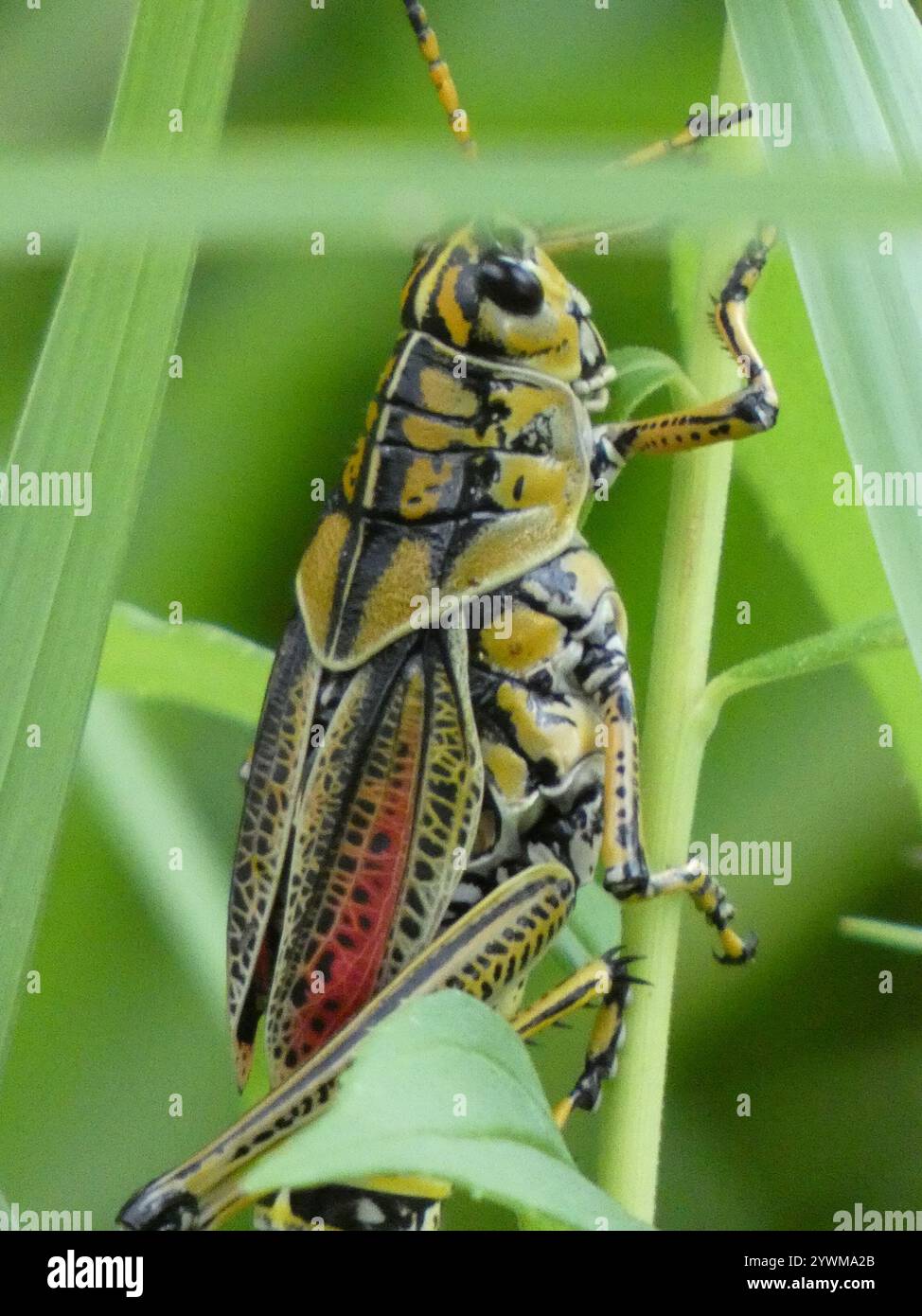 Eastern Lubber Grasshopper (Romalea microptera Stock Photo - Alamy