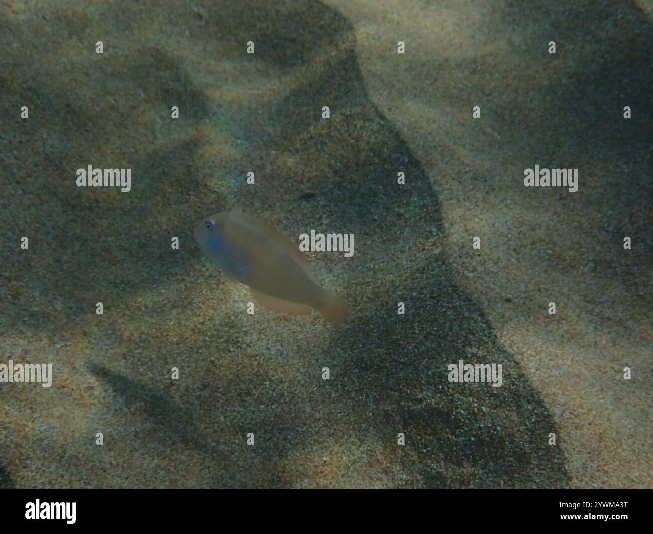Pearly Razorfish (Xyrichtys novacula Stock Photo - Alamy