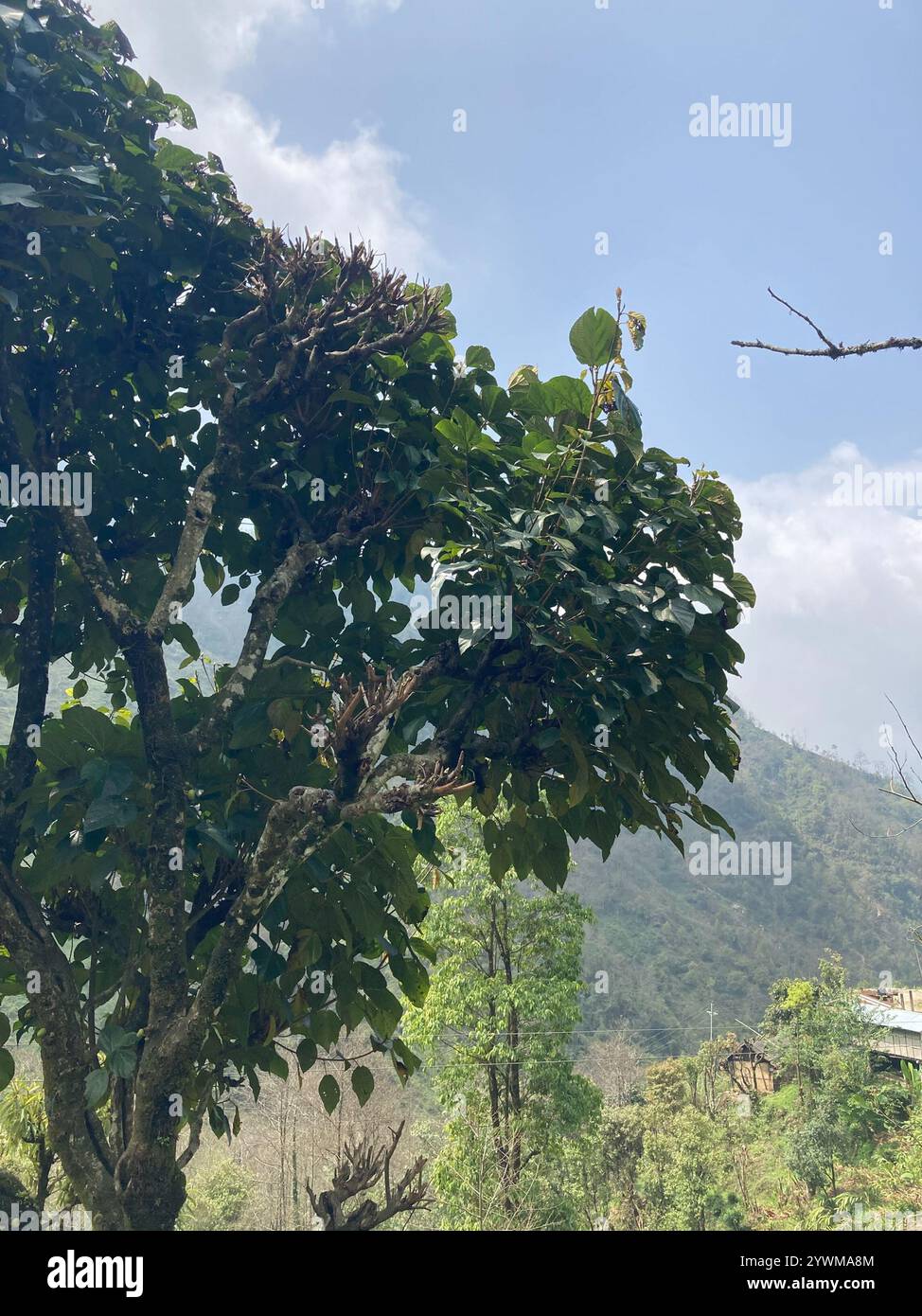 Roxburgh fig (Ficus auriculata Stock Photo - Alamy