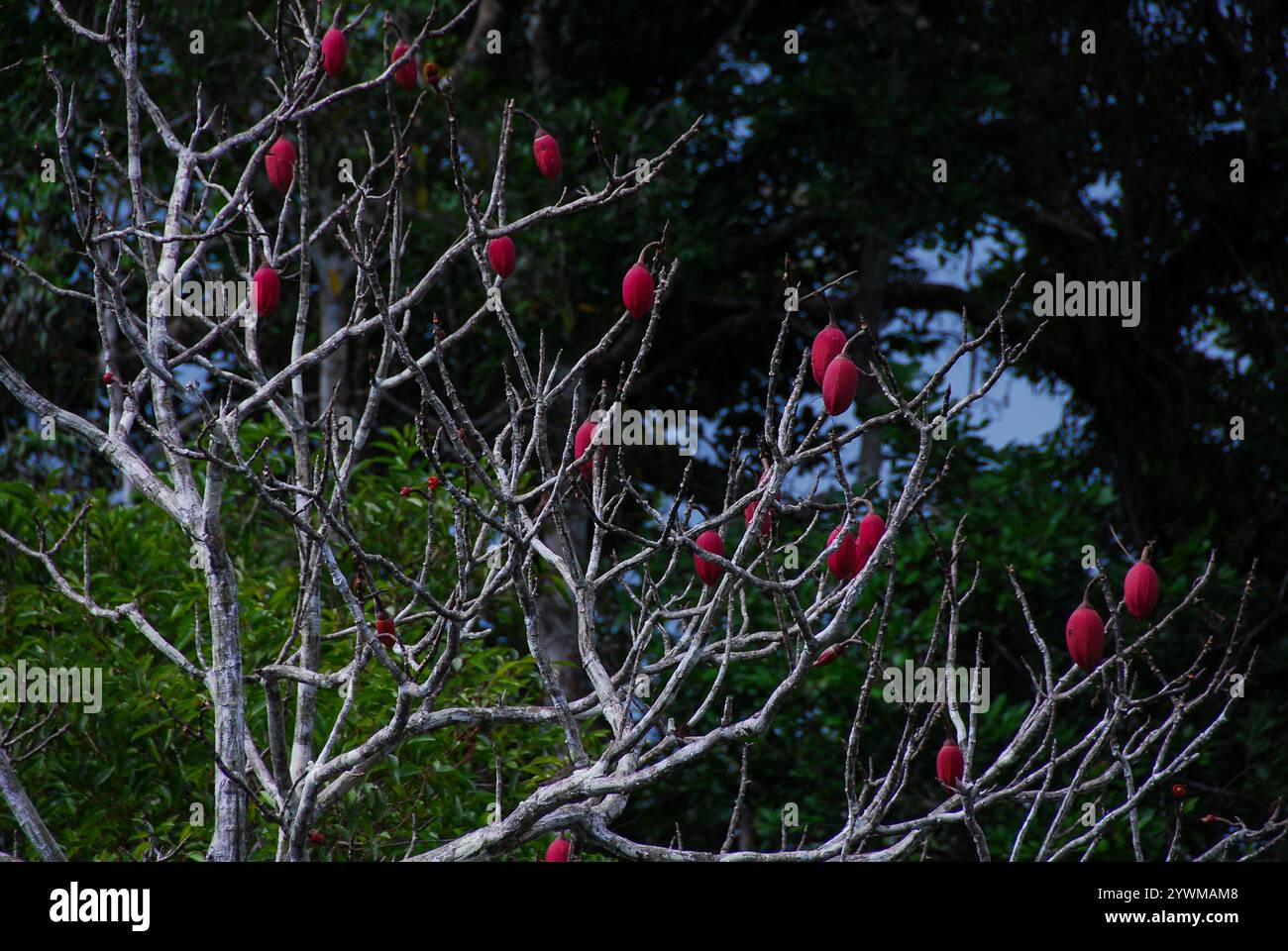 Munguba Hi res Stock Photography And Images Alamy
