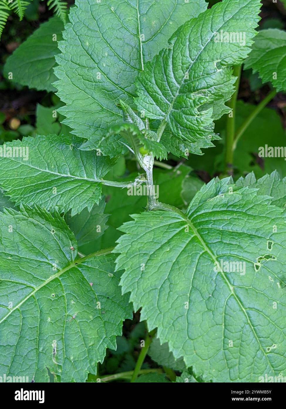 Alpine ragwort (Jacobaea alpina Stock Photo - Alamy