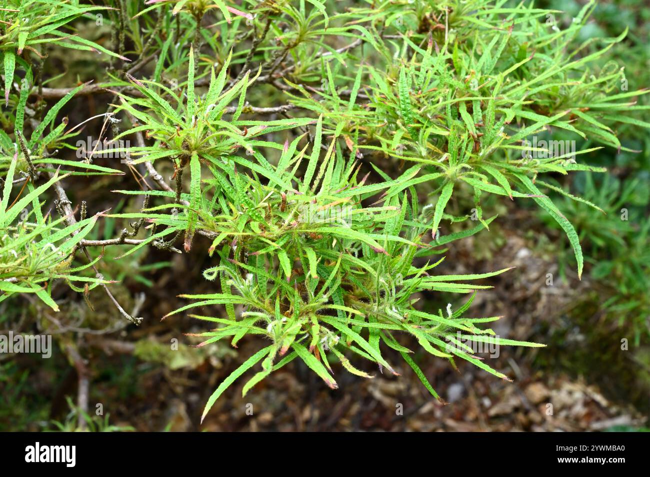 thuja smaragd hecke pflanzen Lebensbaum Thuja occidentalis Smaragd 200-220 cm Höhe Ballenware main image 0
