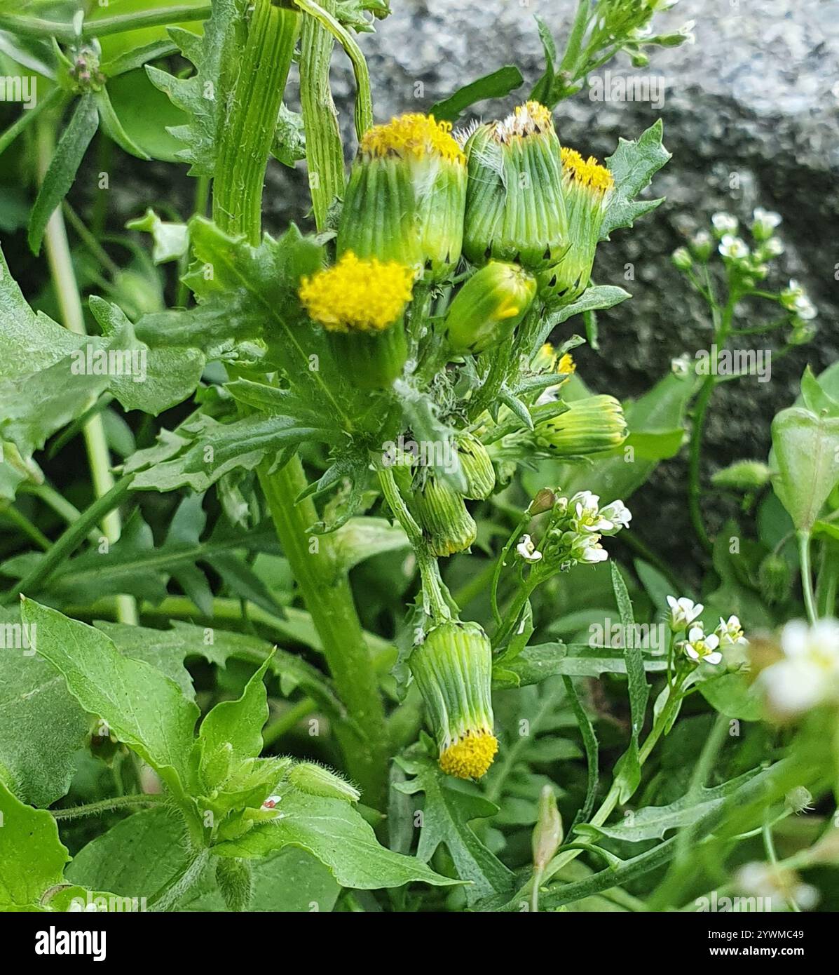 common groundsel (Senecio vulgaris Stock Photo - Alamy