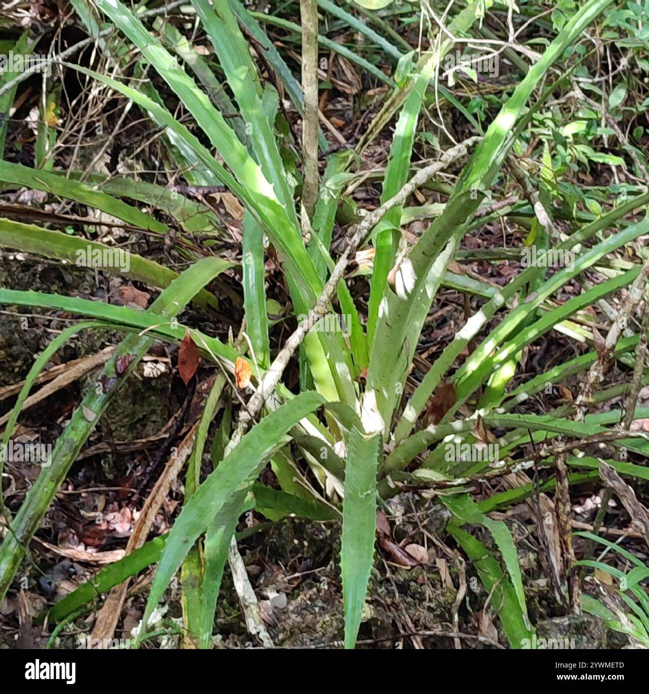 piñuela (Bromelia pinguin Stock Photo - Alamy